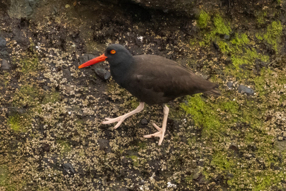 Black Oystercatcher - ML620863239