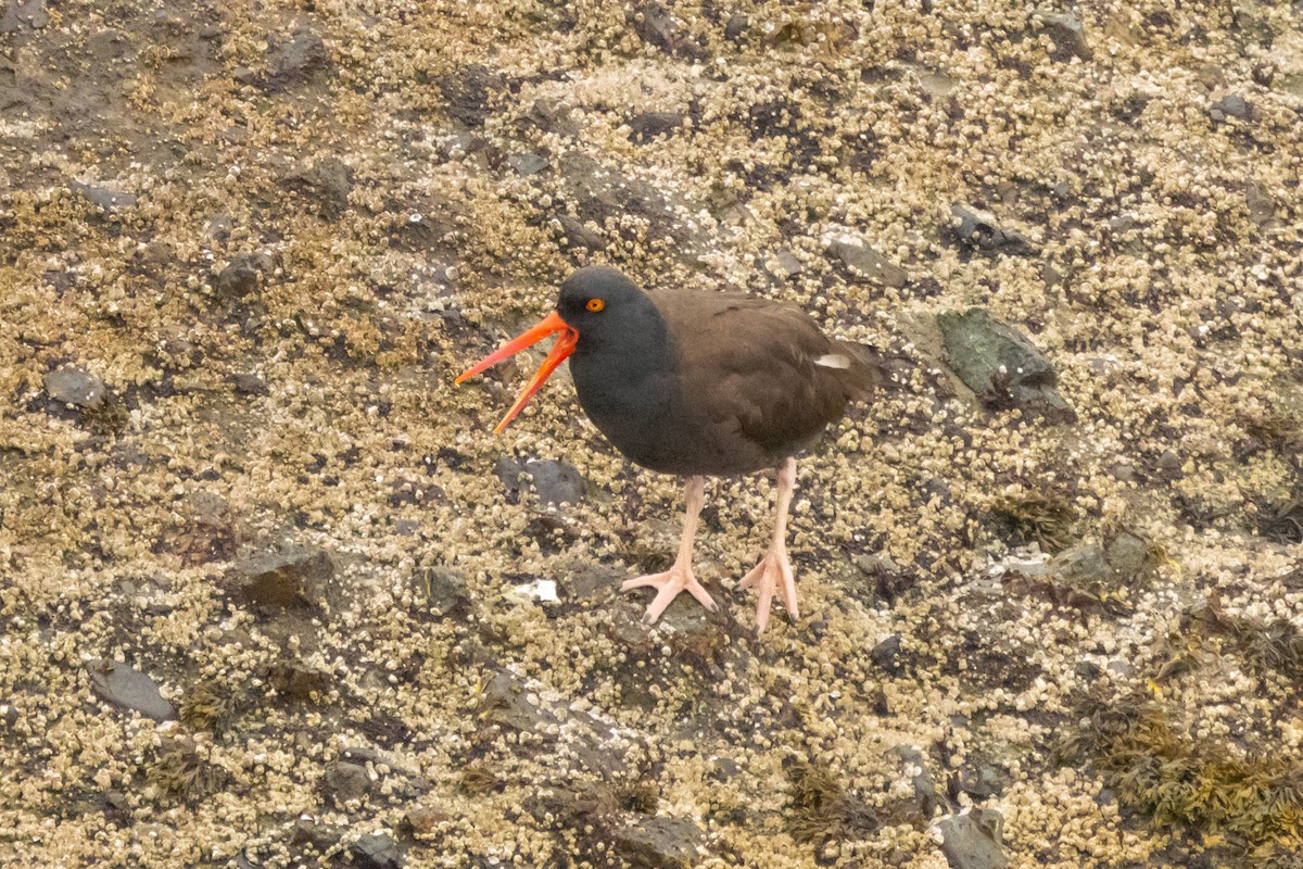 Black Oystercatcher - ML620863241