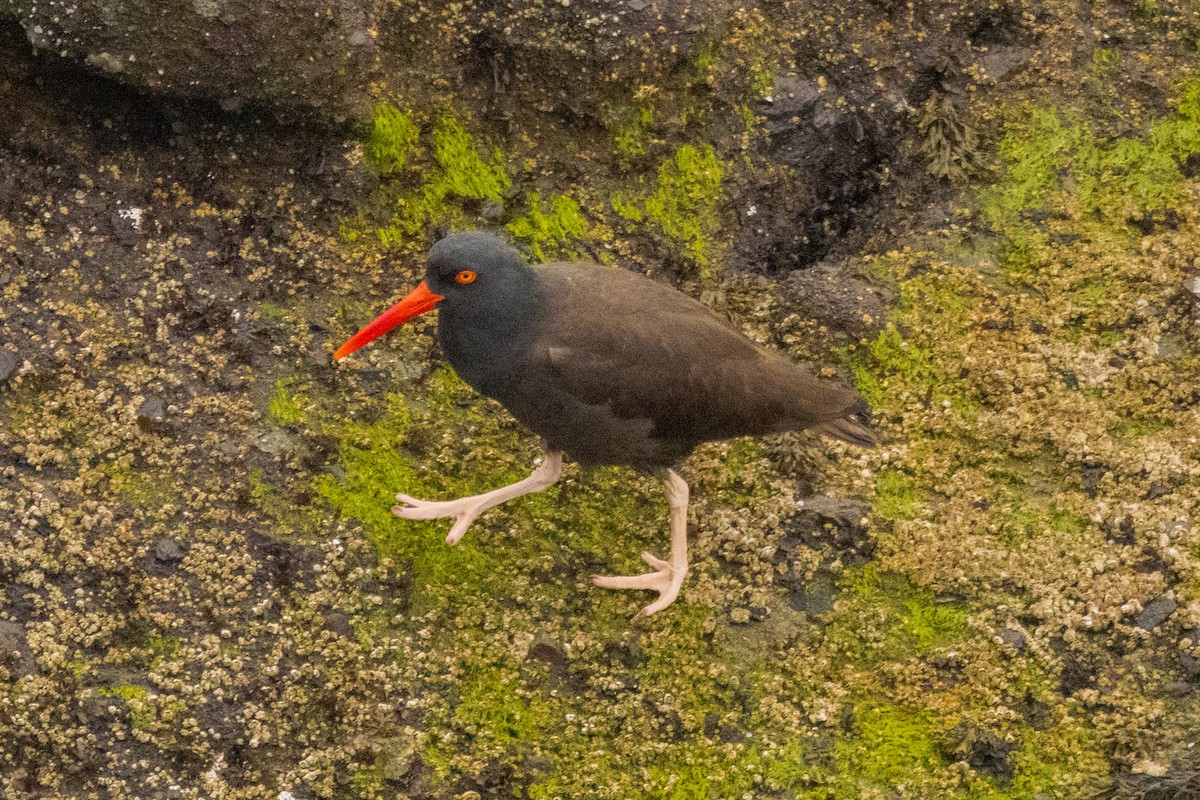 Black Oystercatcher - ML620863243