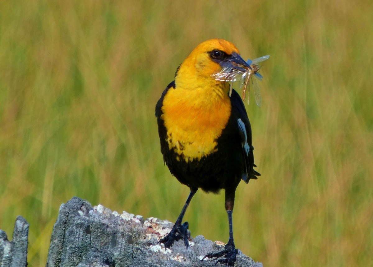 Yellow-headed Blackbird - ML620863247