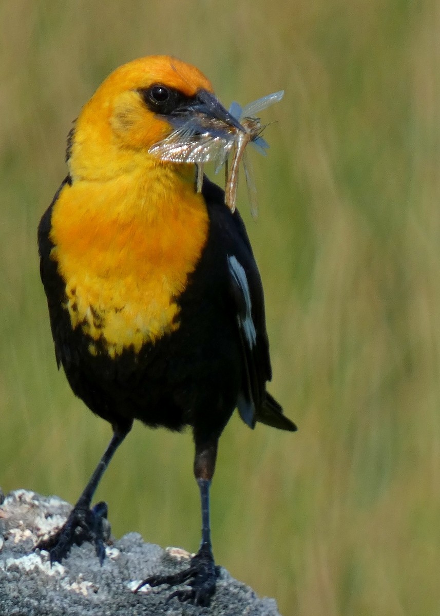 Yellow-headed Blackbird - ML620863248