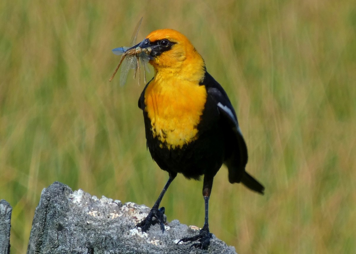 Yellow-headed Blackbird - ML620863249