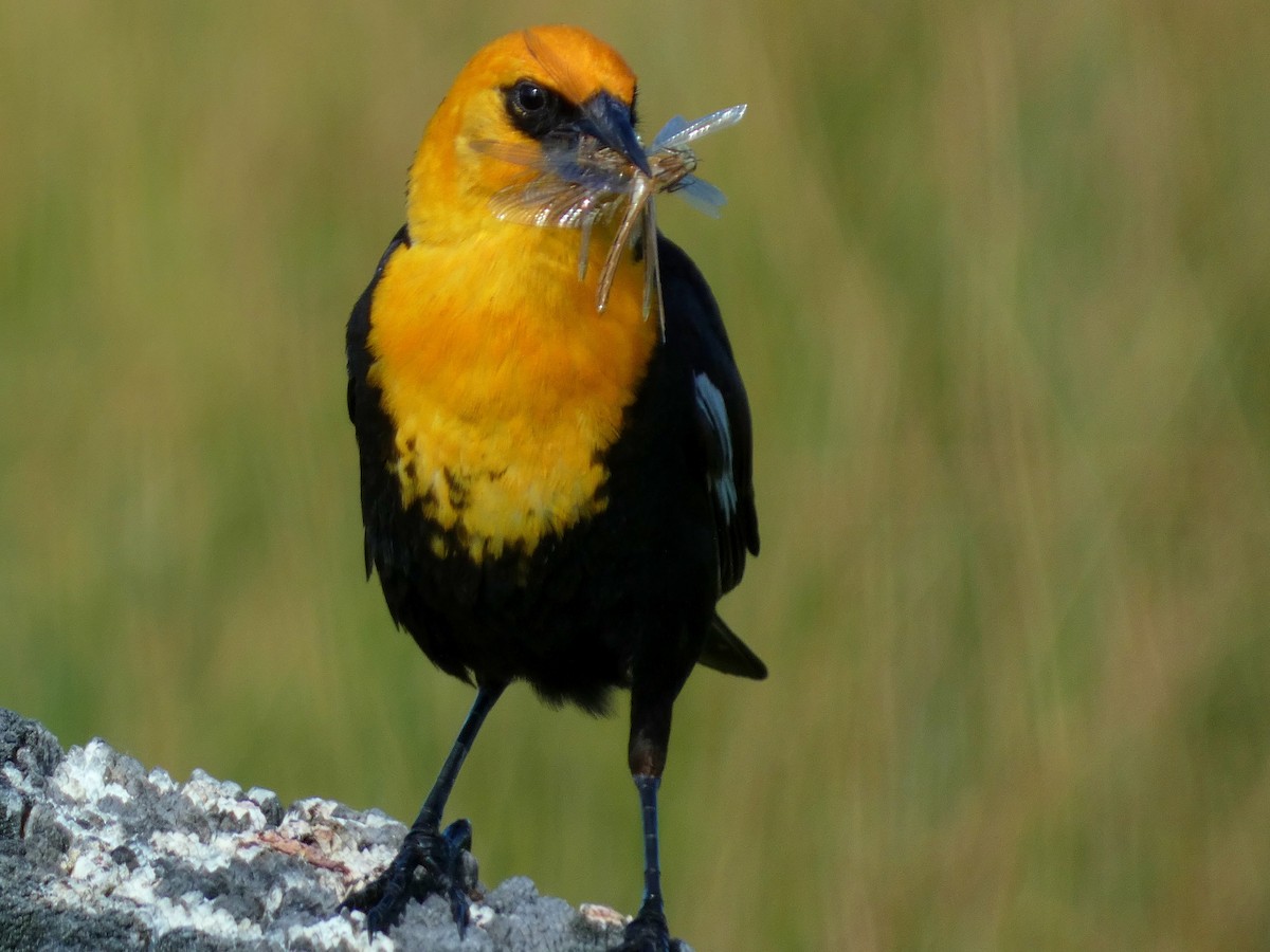 Yellow-headed Blackbird - ML620863250