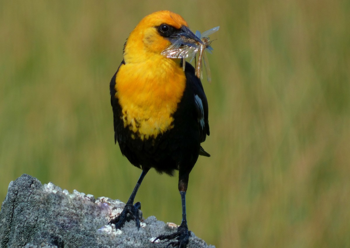 Yellow-headed Blackbird - ML620863251
