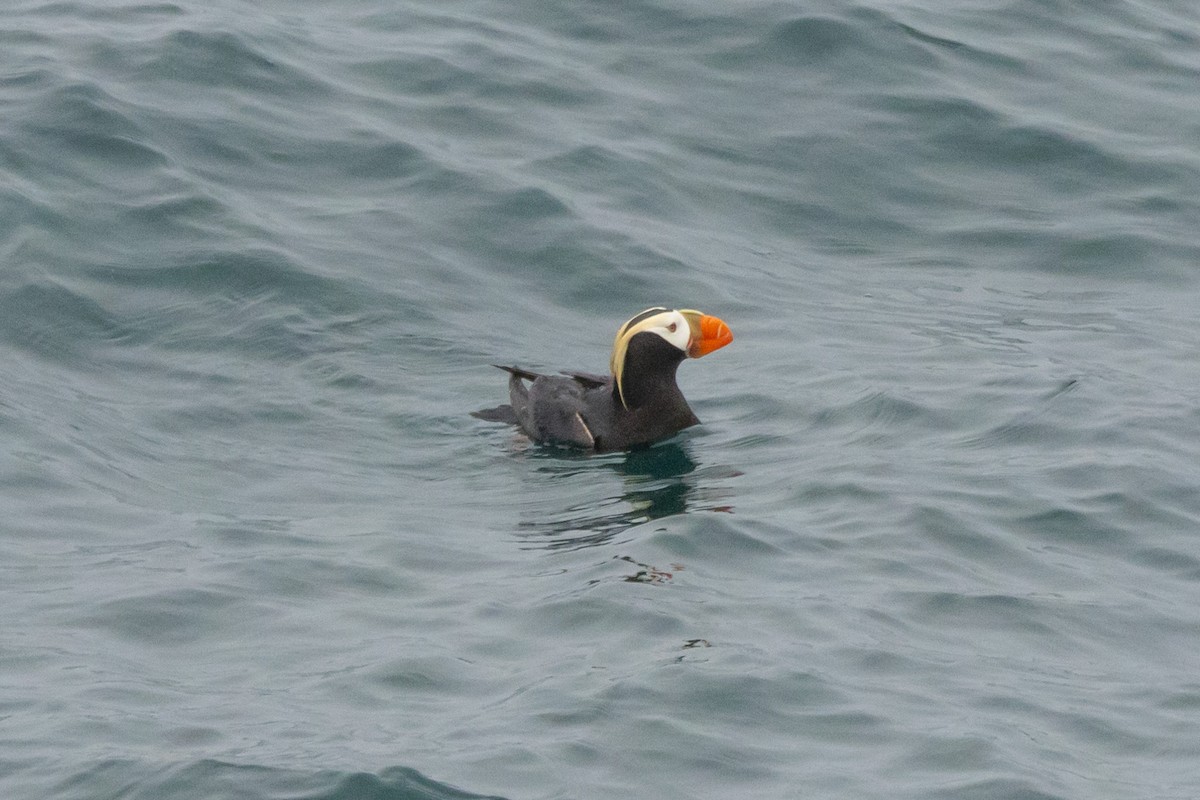 Tufted Puffin - ML620863256