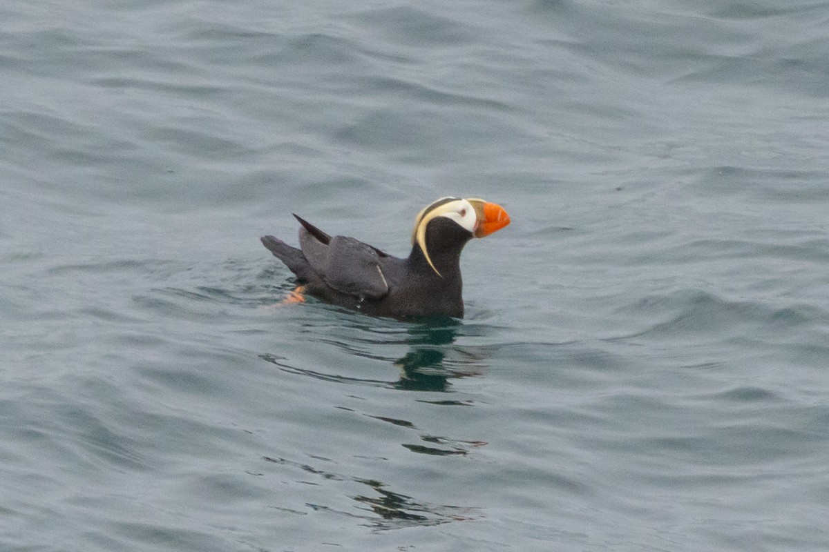 Tufted Puffin - ML620863257