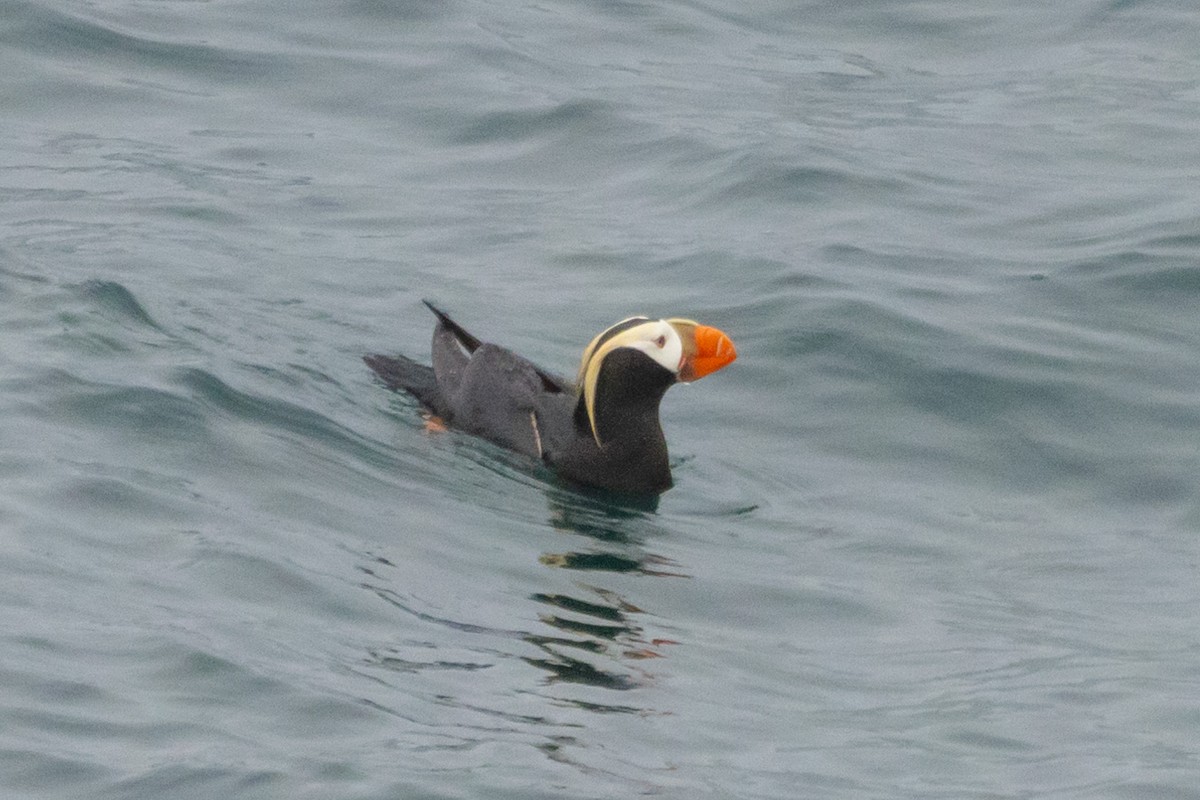 Tufted Puffin - ML620863258