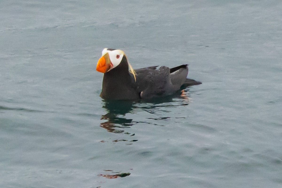 Tufted Puffin - ML620863259