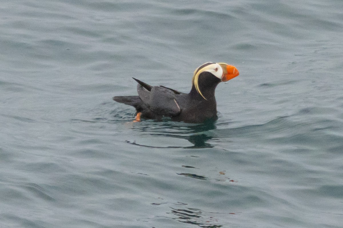 Tufted Puffin - ML620863260
