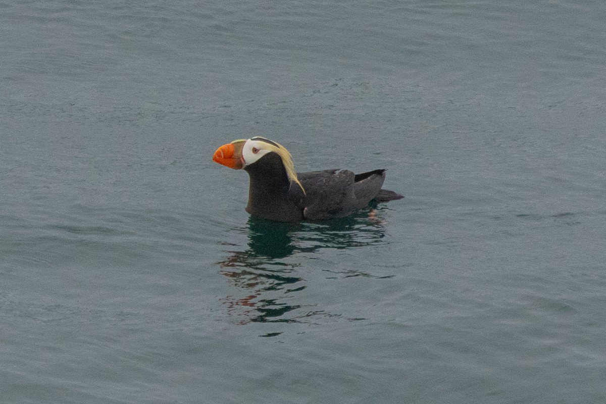 Tufted Puffin - ML620863261