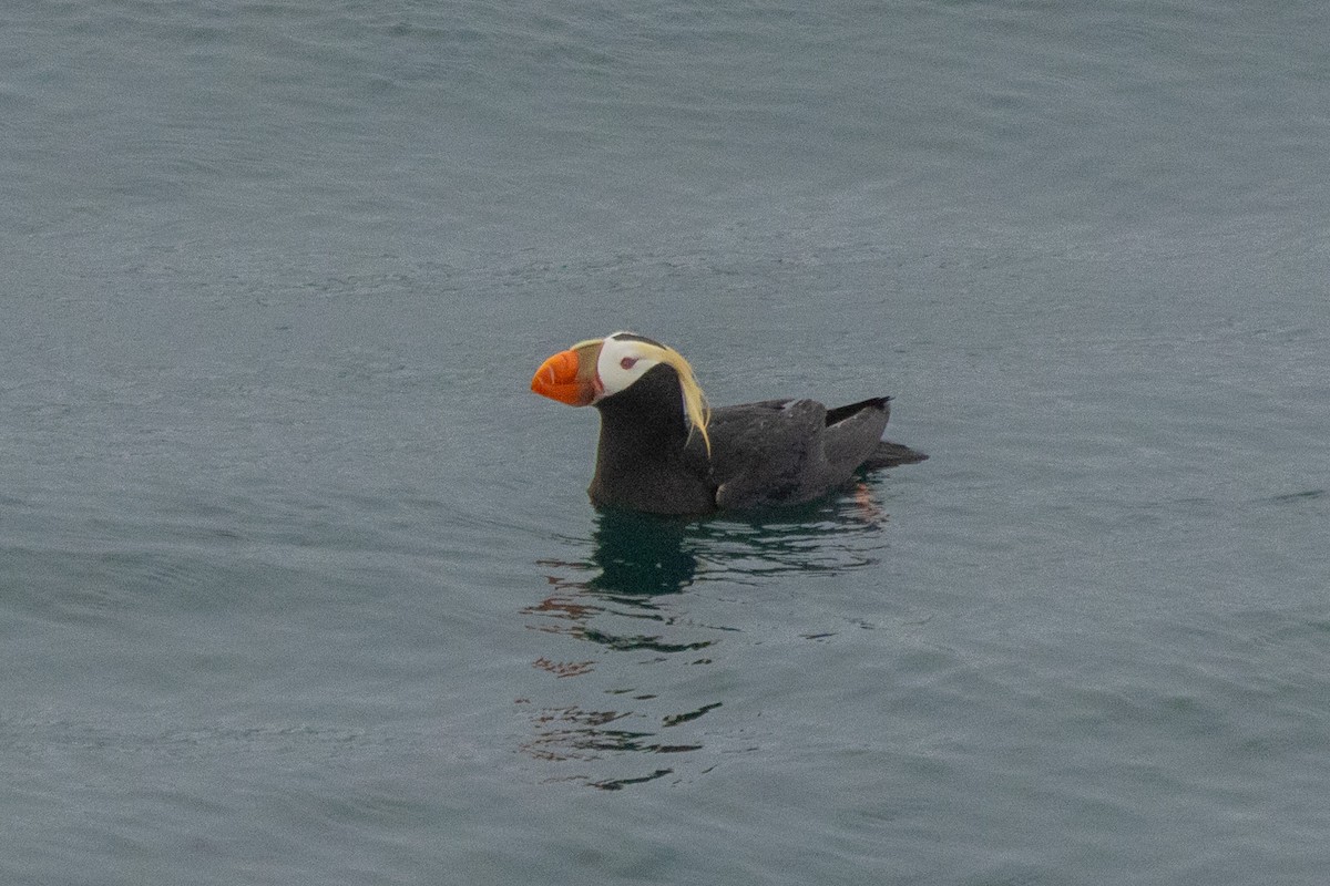 Tufted Puffin - ML620863262