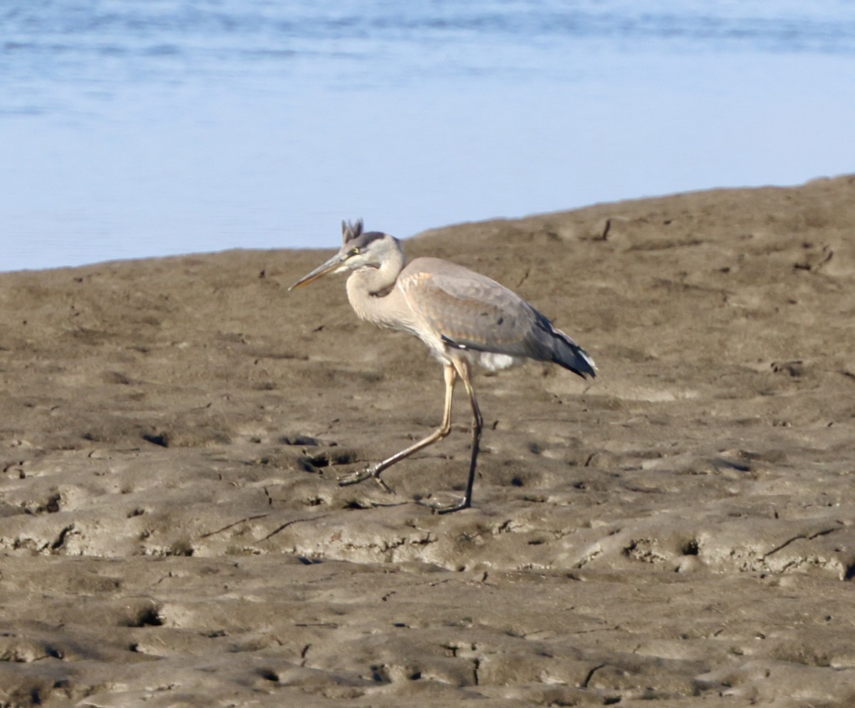 Great Blue Heron - ML620863274