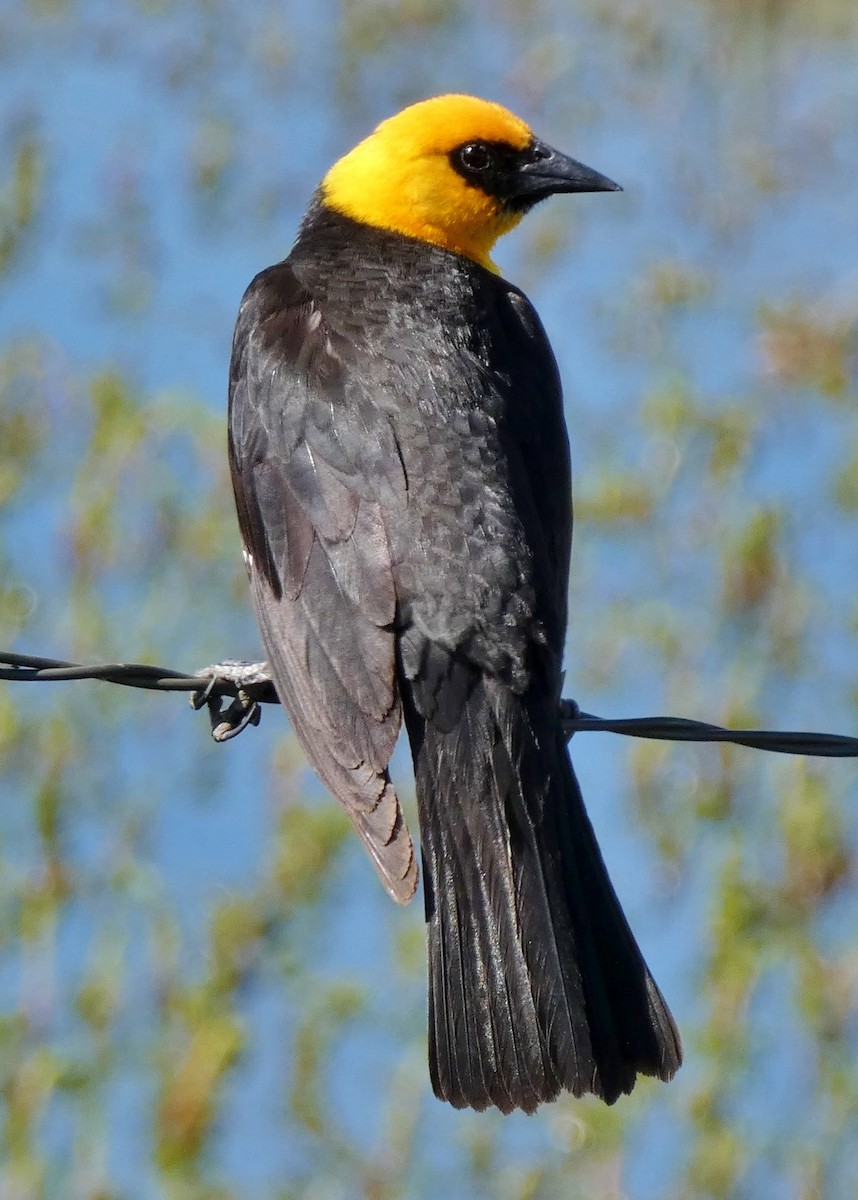 Yellow-headed Blackbird - ML620863279