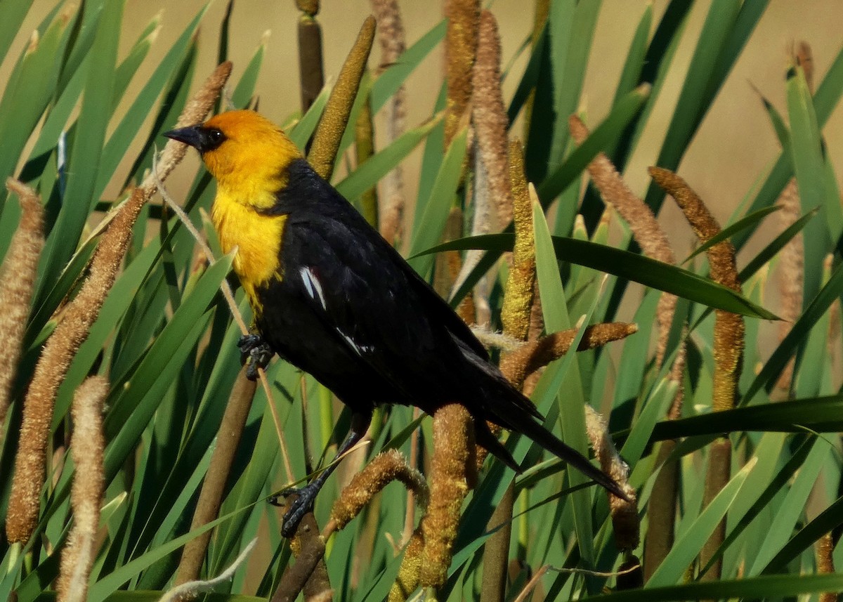 Yellow-headed Blackbird - ML620863280