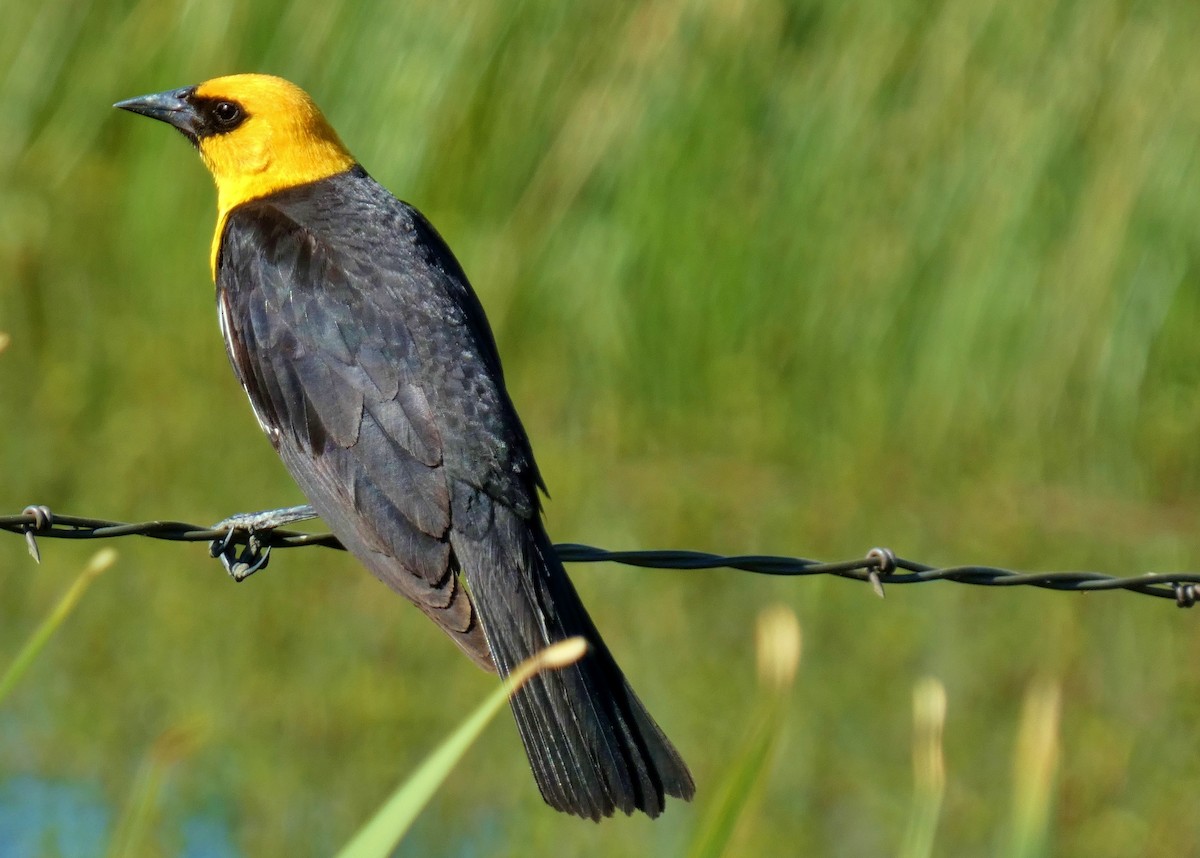 Yellow-headed Blackbird - ML620863281