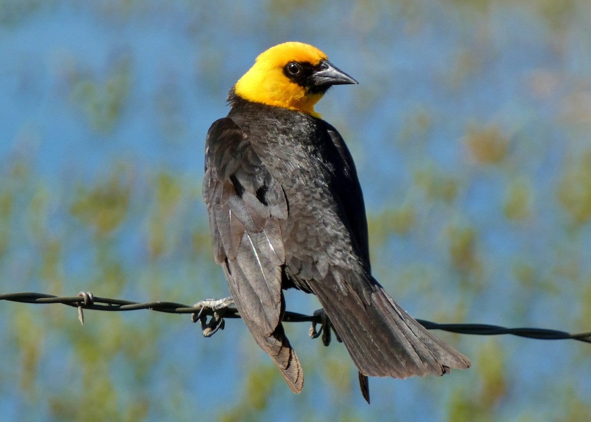 Yellow-headed Blackbird - ML620863282
