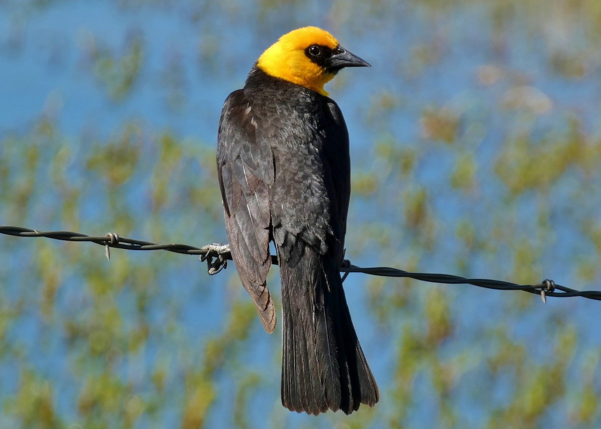 Yellow-headed Blackbird - ML620863283