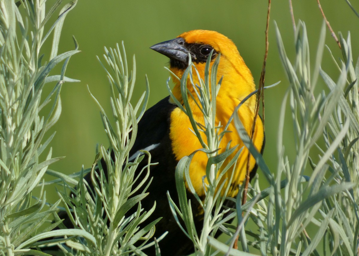 Yellow-headed Blackbird - ML620863284
