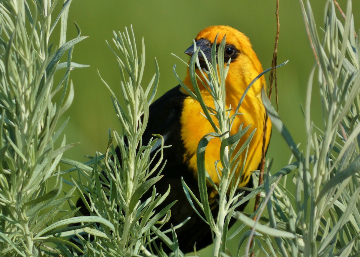 Yellow-headed Blackbird - ML620863285