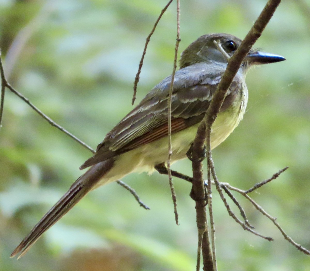 Great Crested Flycatcher - ML620863293
