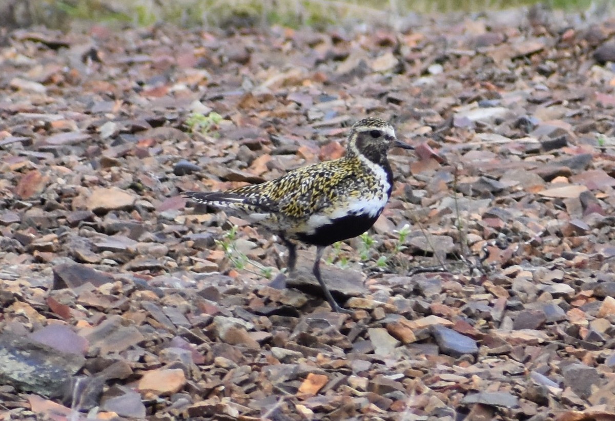 European Golden-Plover - ML620863296