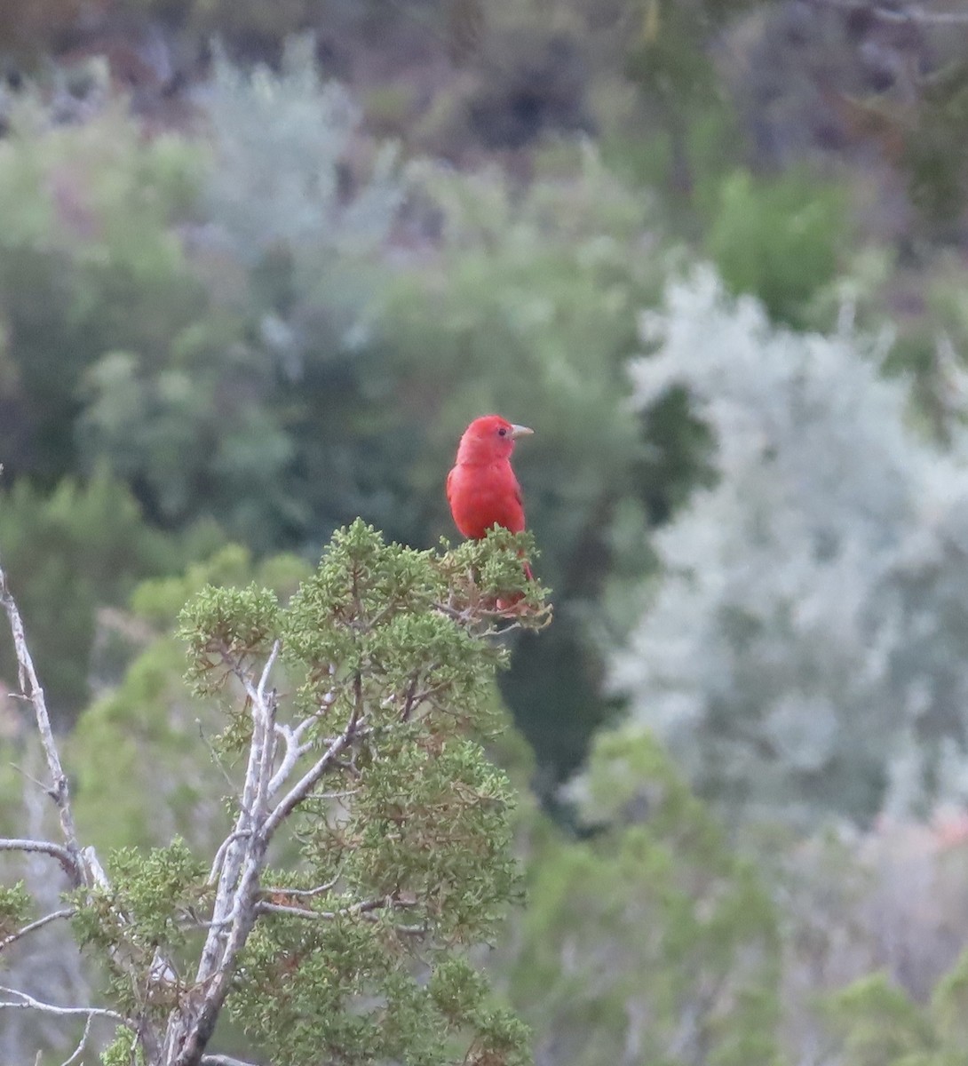 Summer Tanager - ML620863313