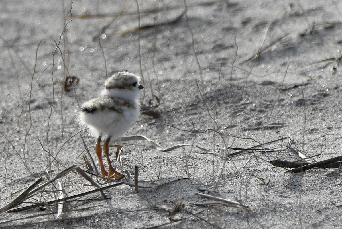 Piping Plover - ML620863327