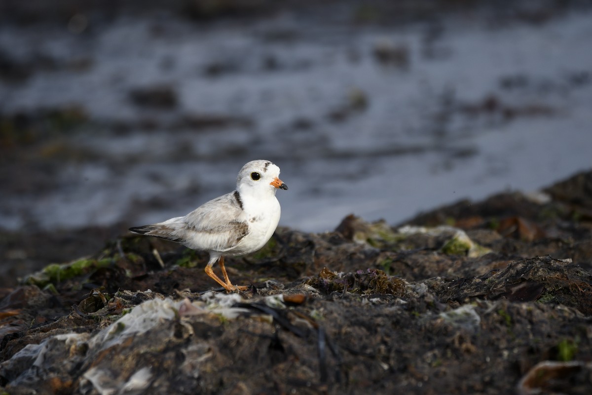 Piping Plover - ML620863329
