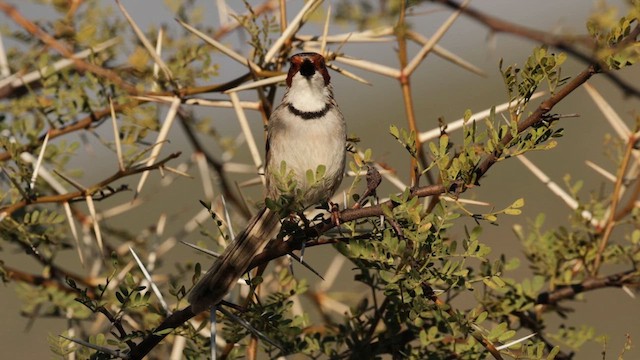 Prinia Carirrufa - ML620863330