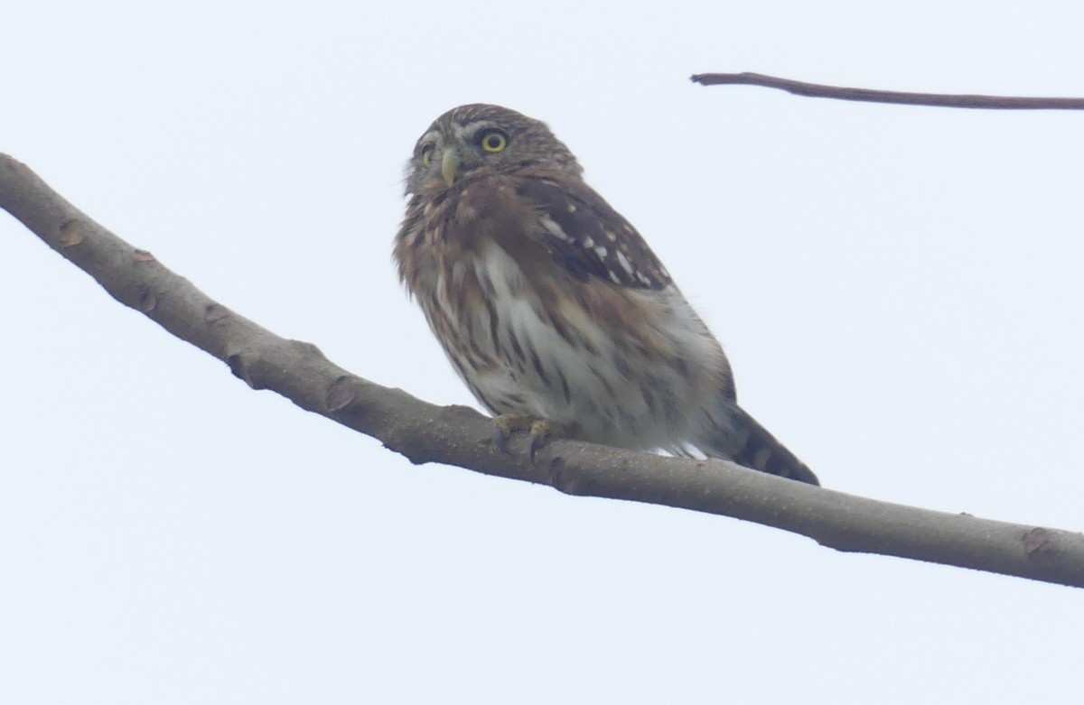 Peruvian Pygmy-Owl - ML620863347