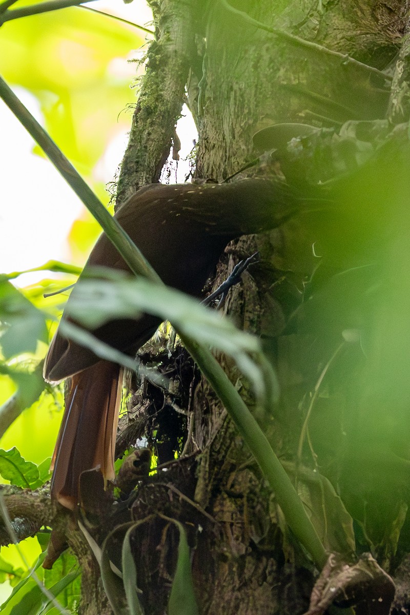 woodcreeper sp. - ML620863350