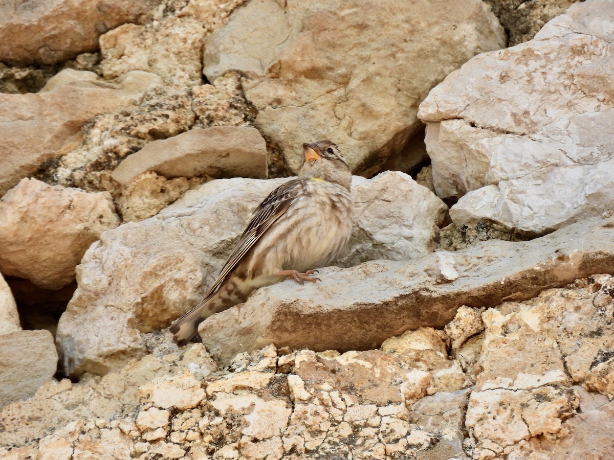 Rock Sparrow - ML620863352