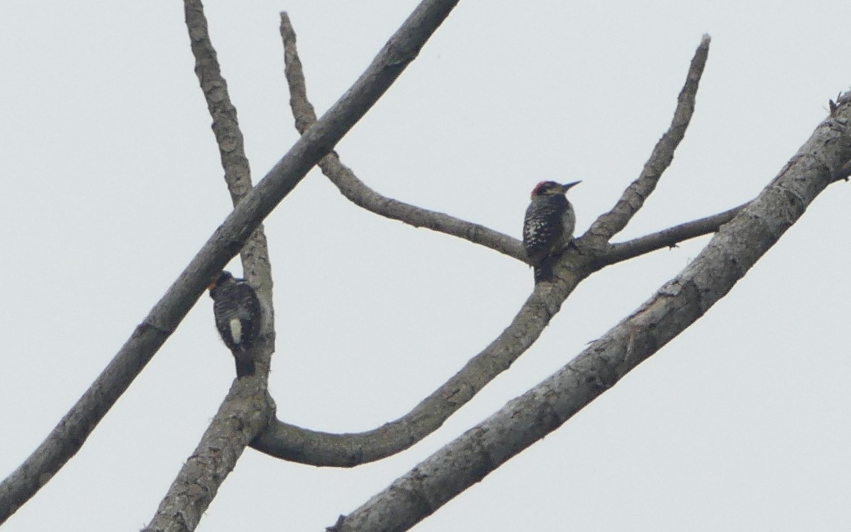 Black-cheeked Woodpecker - ML620863354