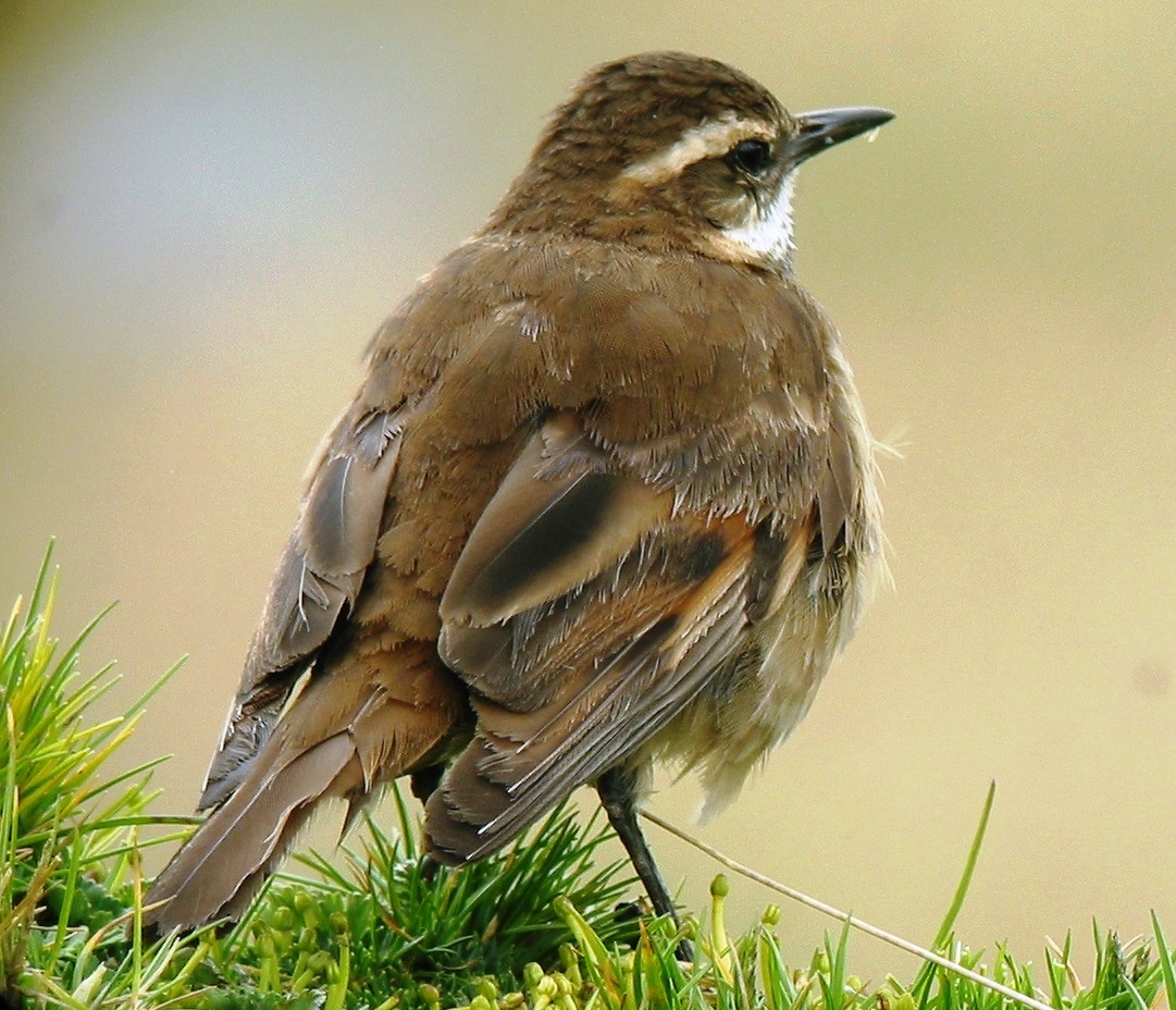 Chestnut-winged Cinclodes - ML620863356