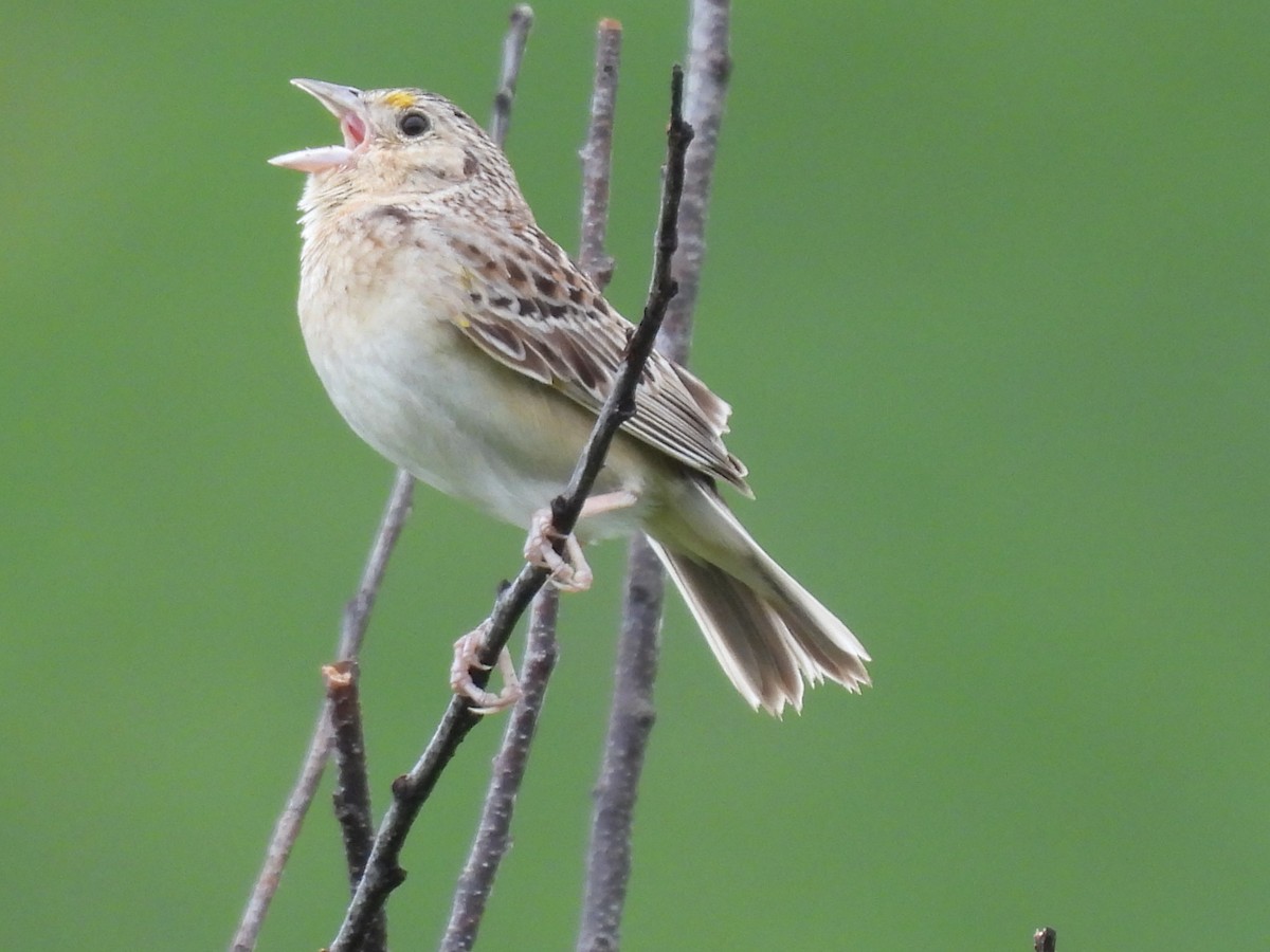 Grasshopper Sparrow - ML620863386