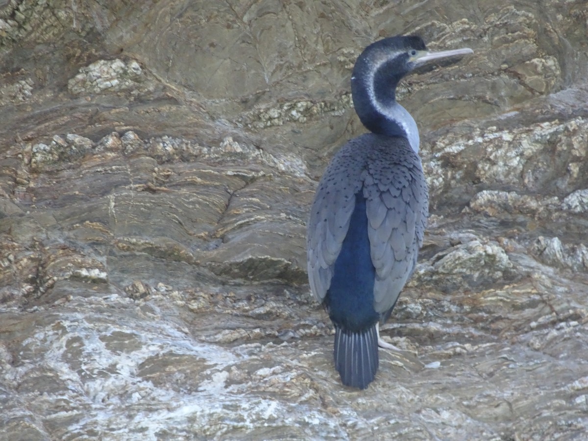 Spotted Shag - ML620863401