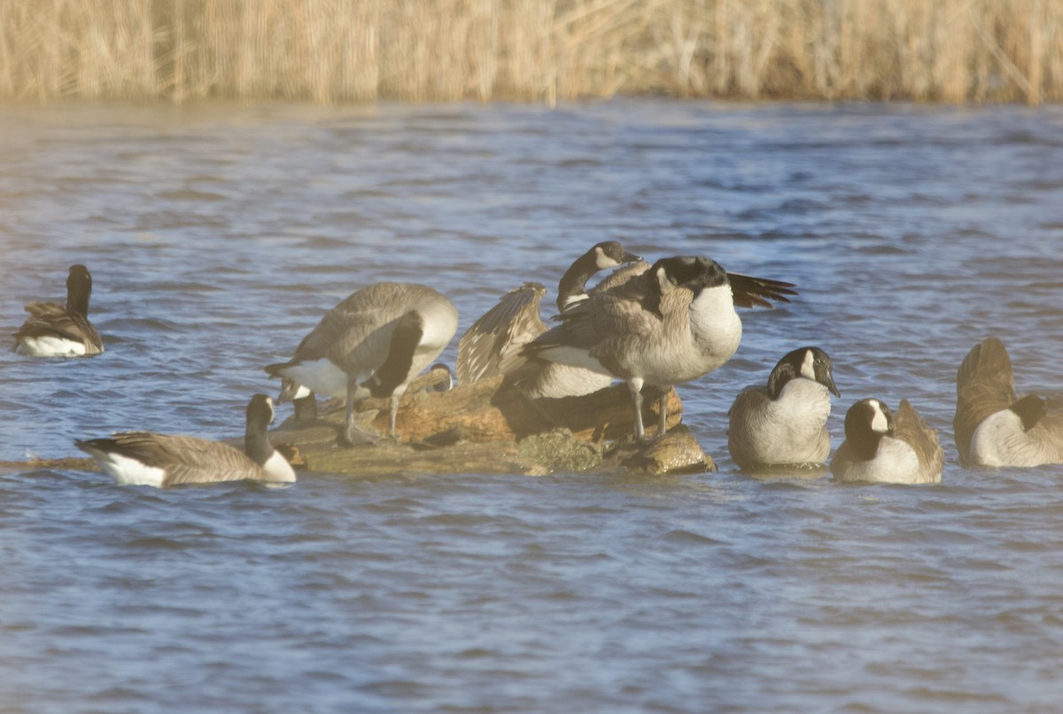 Canada Goose - ML620863413