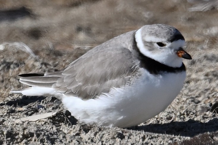 Piping Plover - ML620863429