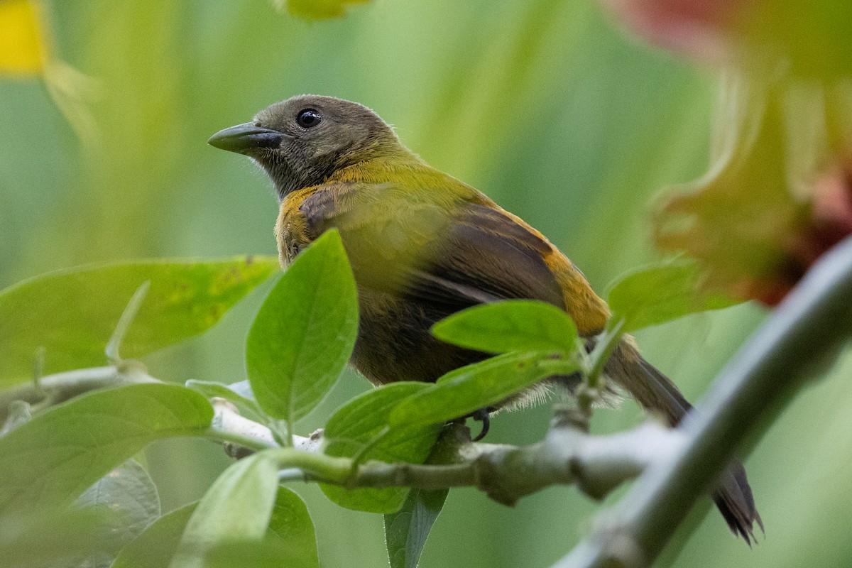 Scarlet-rumped Tanager - ML620863432