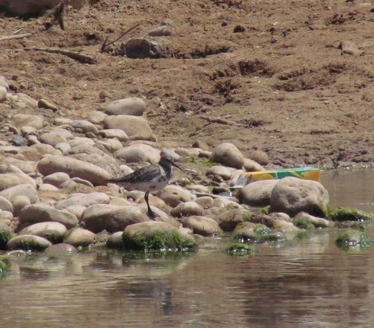 Curlew Sandpiper - ML620863435