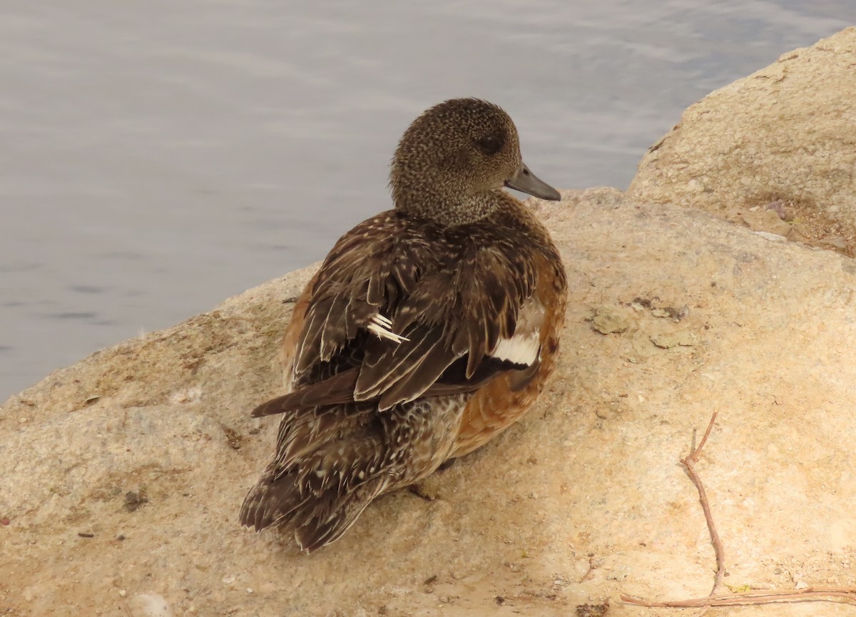 American Wigeon - ML620863441