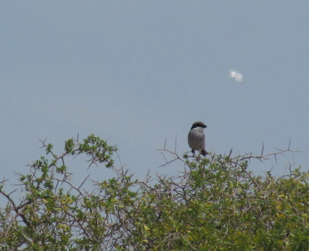 Great Gray Shrike (Sahara) - ML620863455