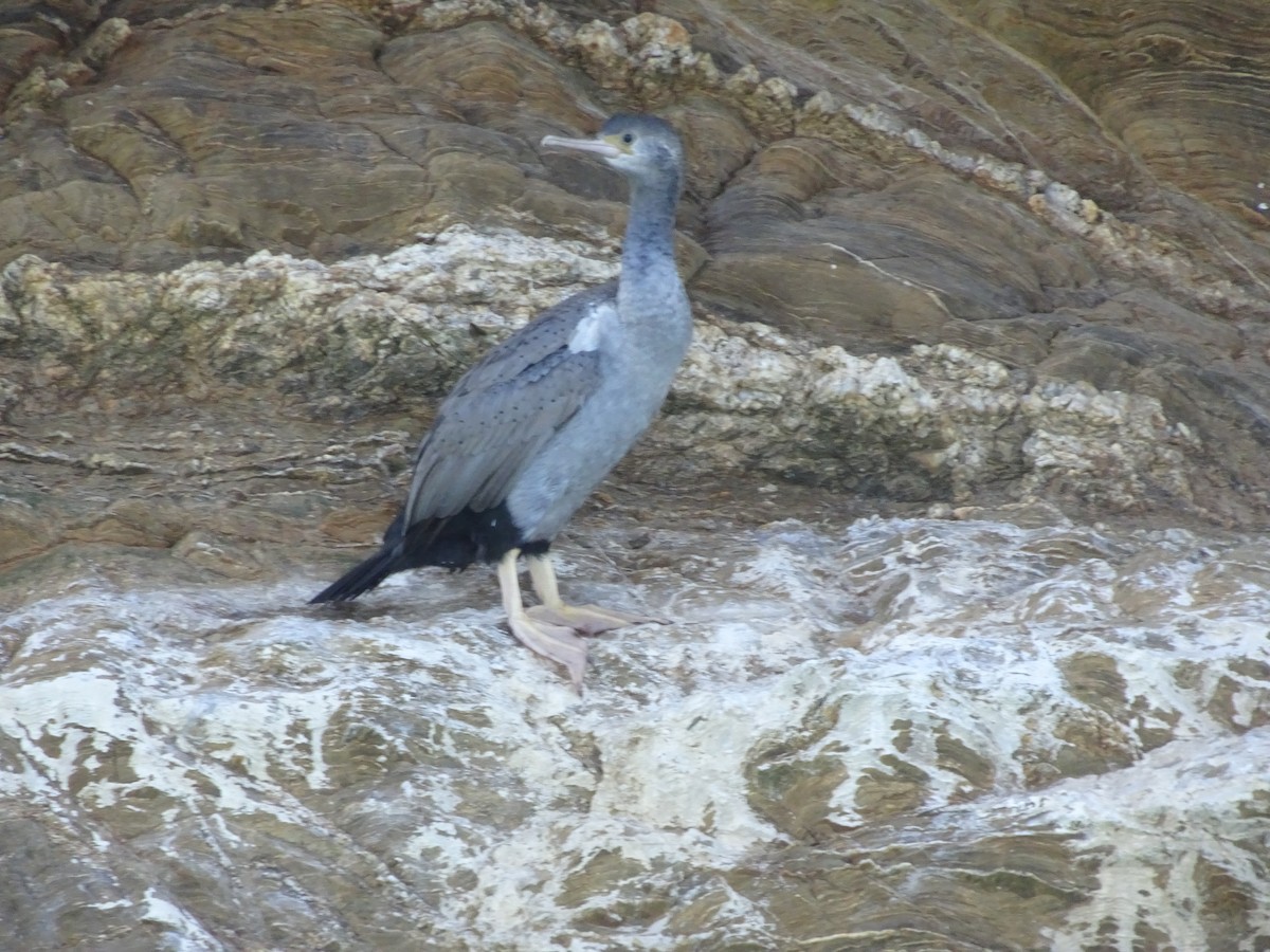 Spotted Shag - ML620863457