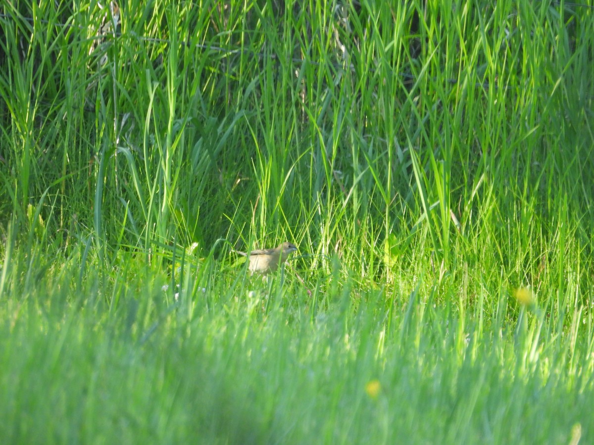 Lazuli Bunting - ML620863465