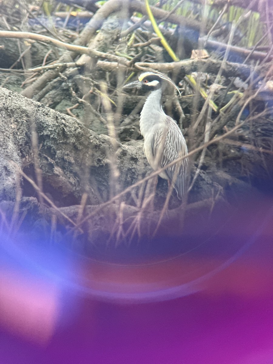 Yellow-crowned Night Heron - Andy McGeoch 🦆