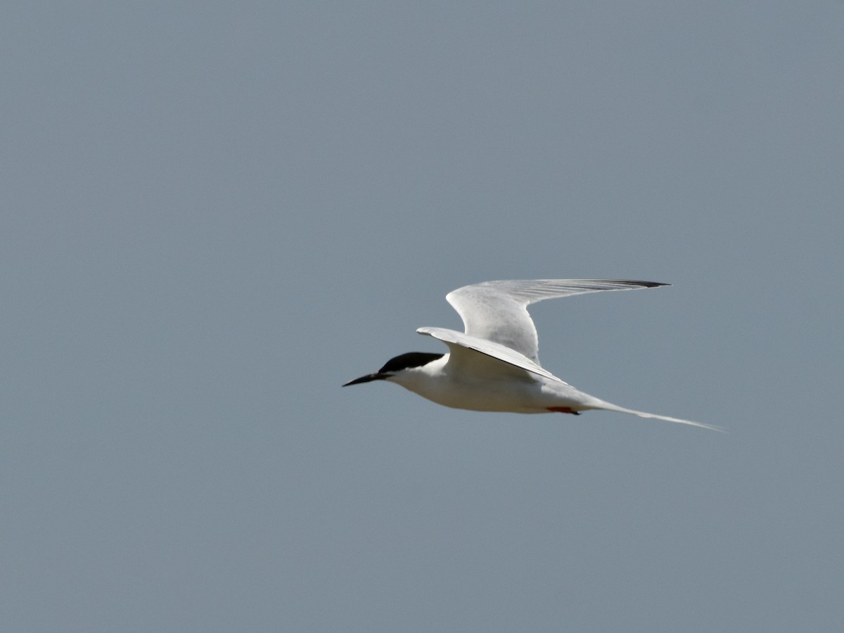 Roseate Tern - ML620863477