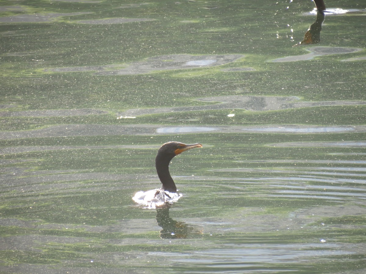 Double-crested Cormorant - ML620863480