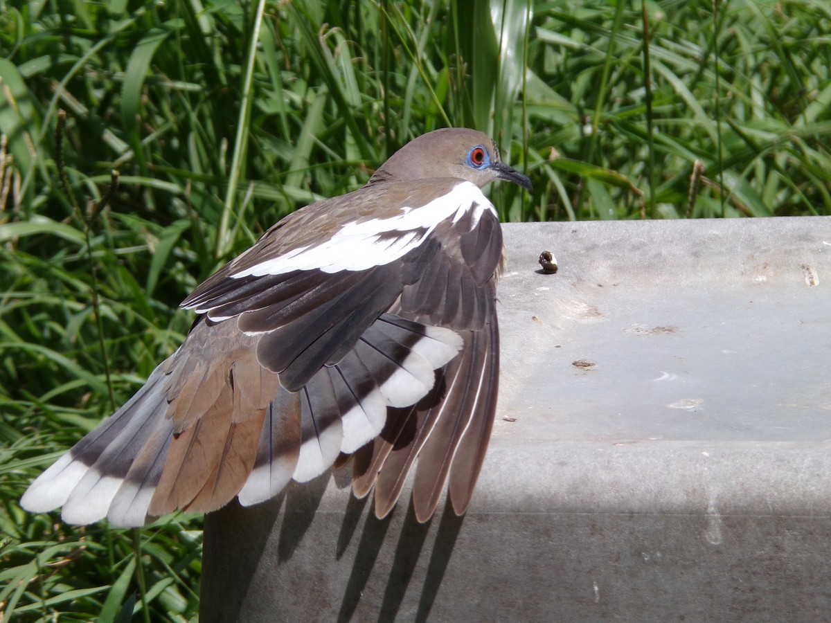 White-winged Dove - ML620863500