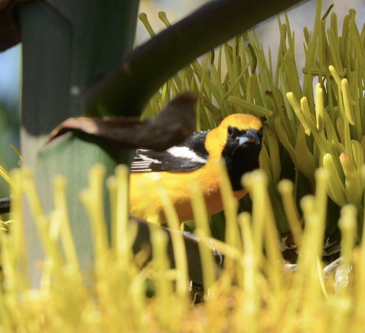 Hooded Oriole - ML620863512