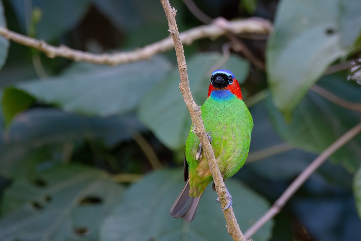 Red-necked Tanager - ML620863528